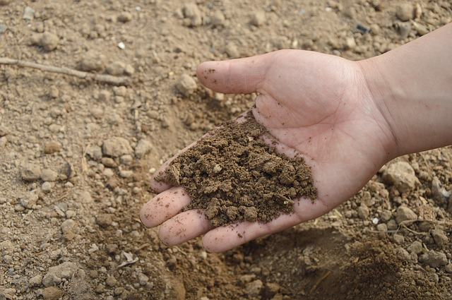 compost dans la terre