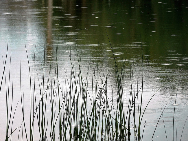 récupérateur d'eau de pluie