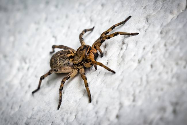 Les araignées : truc et astuces pour lutter contre