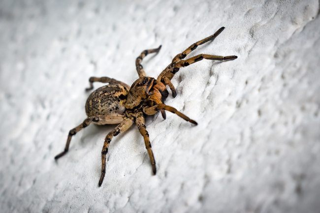 Comment éloigner les araignées de la maison ?