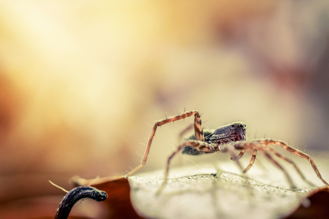 Les araignées : truc et astuces pour lutter contre