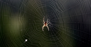 Les araignées : truc et astuces pour lutter contre