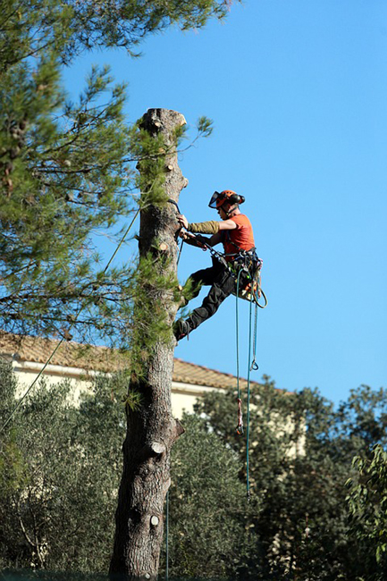 élaguer un arbre