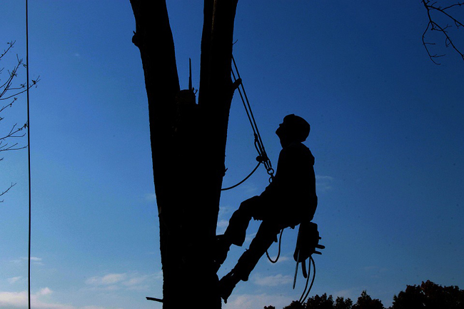 élagage des arbres