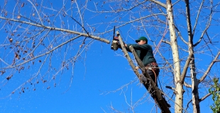 Elagage : quand, comment et pourquoi élaguer un arbre ?