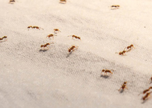 Fourmis, moustiques, mouches : comment lutter à la maison ?