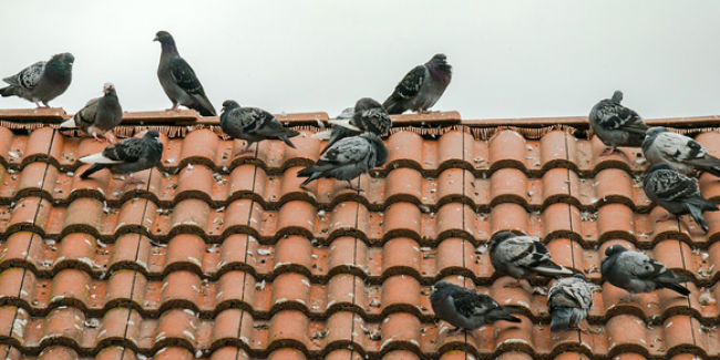 Comment faire fuir les pigeons de son balcon ou de son toit
