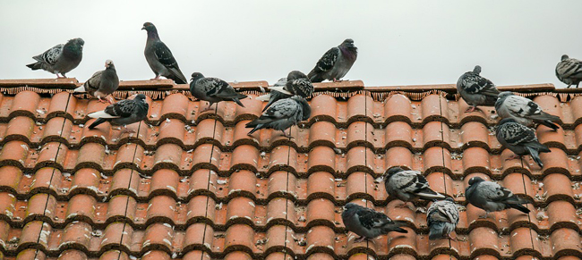 Comment faire fuir les pigeons de son balcon ou de son toit ?