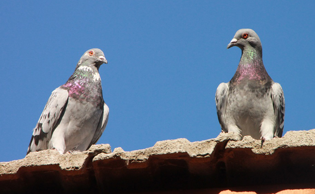 faire fuir les pigeons de son toit