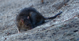 Comment se débarrasser des rats installés dans un débarras ?