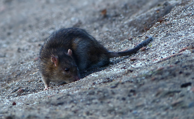 Comment se débarrasser des rats installés dans un débarras ?