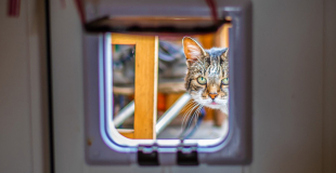 Quelle chatière choisir pour les va-et-vient de son chat ?