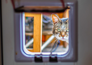 Quelle chatière choisir pour les va-et-vient de son chat ?