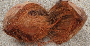 Quelles différences entre les sols en sisal, jonc de mer et fibre de coco ?