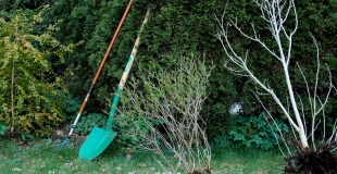 Quand faut-il planter les arbres ? Comment faire ?