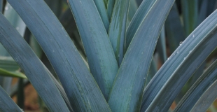 Les légumes d'hiver à récolter au jardin