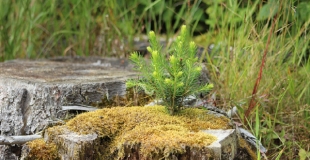 3 trucs pour détruire une souche sans produits chimiques