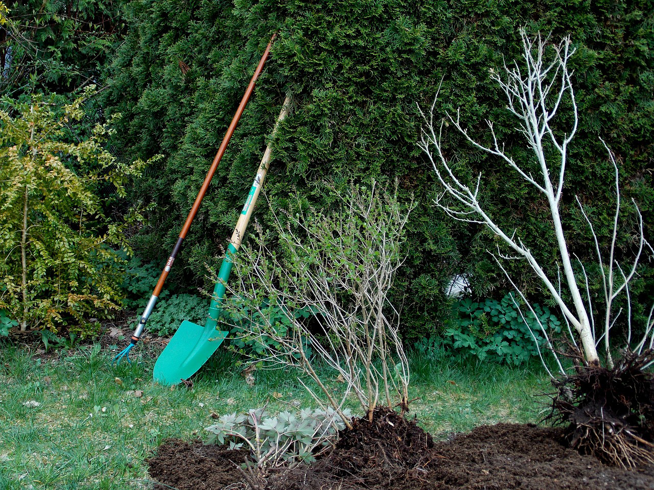 planter des arbres