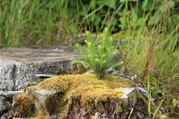 Souches d'arbres