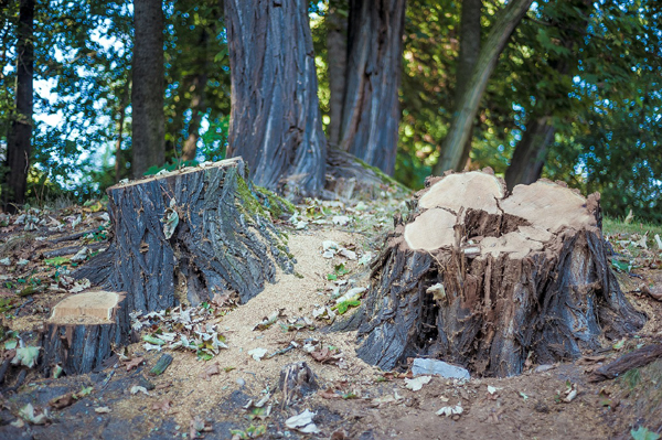 Souches d'arbres